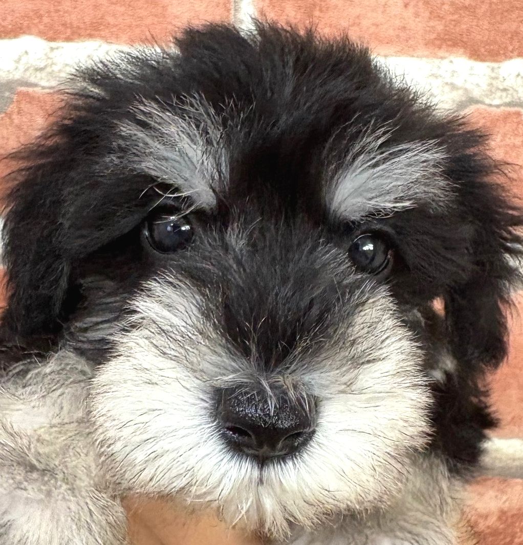 ミニチュアシュナウザー | インターペット