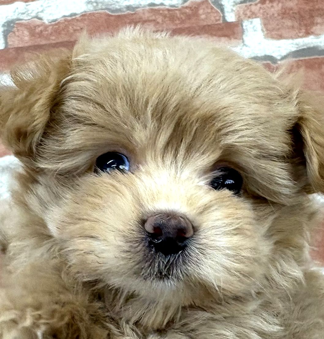 トイプードル SALE ミックス（父：トイ・プードル×母：マルチーズ） | インターペット