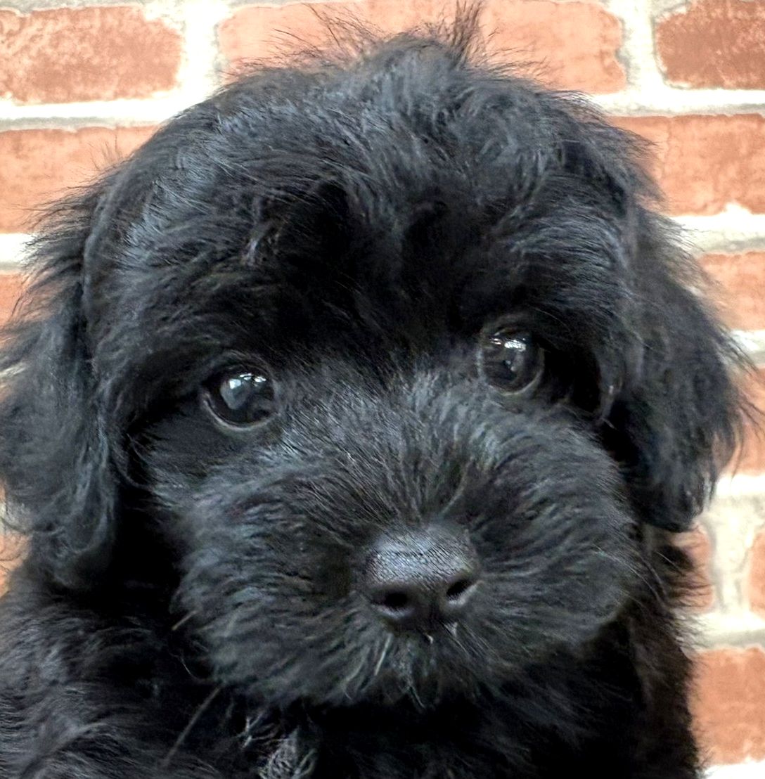 SALE ミックス（父：マルチーズ×母：トイ・プードル） | インターペット