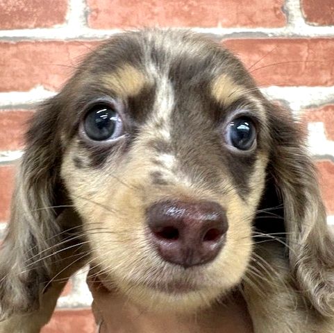 NEW ミニチュアダックスフンド | インターペット